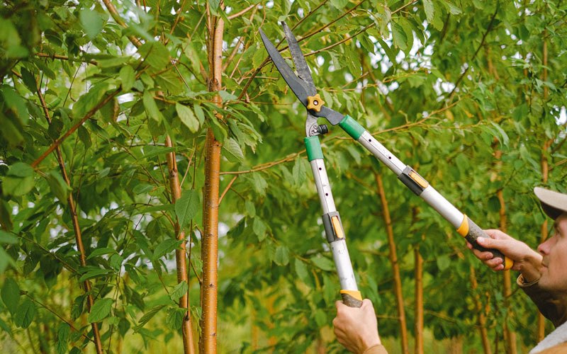 Tree trimming in Sahuarita, AZ